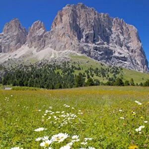 Sassolungo Group and daisies, Sella Pass, Trento and Bolzano Provinces, Italian Dolomites, Italy, Europe