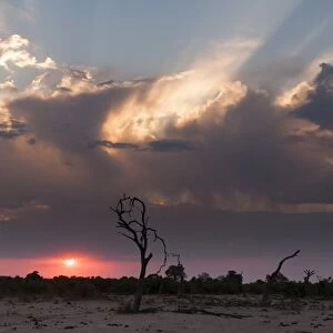 Savuti Marsh at sunset, Botswana, Africa