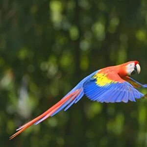 Scarlet macaw (Ara macao) in flight, Corcovado National Park, Osa Peninsula