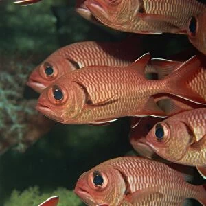Schooling squirrel fish (Sargocentron species) are nocturnal, Similan Islands