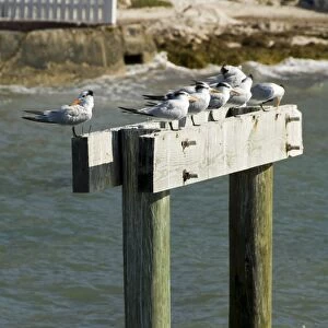 Sea birds on post