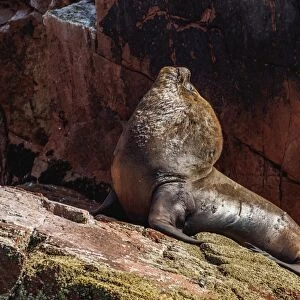 Sea Lion (Otaria flavescens), Ballestas Islands near Paracas, Ica Region, Peru, South