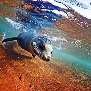 A sea lion in the shallow waters around Rabida Island, Galapagos, Ecuador, South America