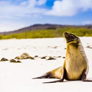 Sea lions on Floreana Island, Galapagos Islands, UNESCO World Heritage Site, Ecuador