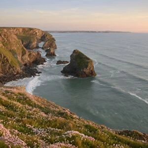 Sea thrift growing on cliffs overlooking Bedruthan Steps, Cornwall, England, United Kingdom