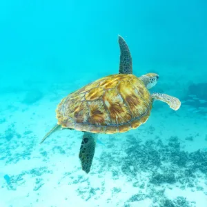 Sea turtle floating underwater over coral reef, Mauritius, Indian Ocean, Africa