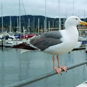 Seagull, Fishermans Wharf