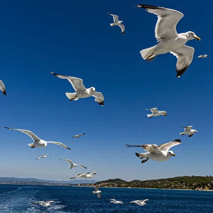 Seagulls (Laridae) flying behind a tourist boat, Mount Athos, Central Macedonia, Greece