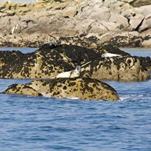 Seals, Eastern Rocks