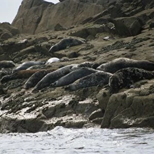 Seals on the Western Rocks