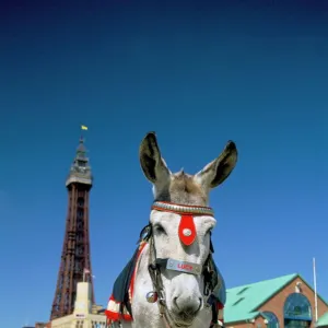 Seaside donkey on beach with Blackpool tower behind, Blackpool, Lancashire