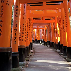 Senbon Torii (1, 000 Torii gates), Fushimi Inari Taisha shrine, Kyoto, Japan, Asia