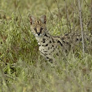 Serval (Felis serval), Ngorongoro Crater, Tanzania, East Africa, Africa