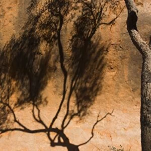 Shadow of tree on Uluru (Ayers Rock), Uluru-Kata Tjuta National Park, Northern Territory