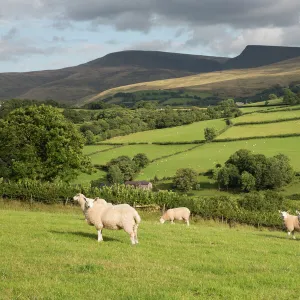 Sheep below Black Mountain, Llanddeusant, Brecon Beacons National Park, Carmarthenshire