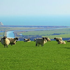 Sheep with Cuckmere Haven in the background, East Sussex, England, United Kingdom, Europe