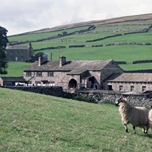 Sheep and farm, Fox Up, Yorkshire, England, United Kingdom, Europe