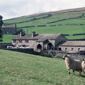 Sheep and farm, Fox Up, Yorkshire, England, United Kingdom, Europe