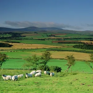 Sheep and fields with Cheviot Hills in the distance, Northumbria (Northumberland)