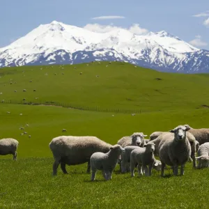 Sheep grazing beneath Mount Ruapehu, Tongariro National Park, UNESCO World Heritage Site, North Island, New Zealand, Pacific