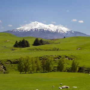 Sheep grazing beneath Mount Ruapehu, Tongariro National Park, UNESCO World Heritage Site, North Island, New Zealand, Pacific