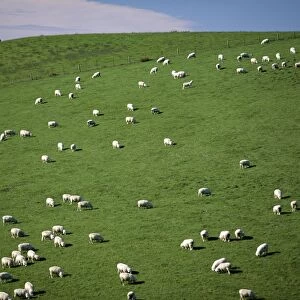 Sheep grazing on downs near Geraldine at the south