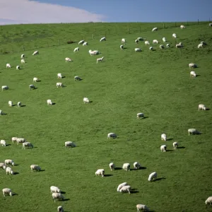 Sheep grazing on downs near Geraldine at the south