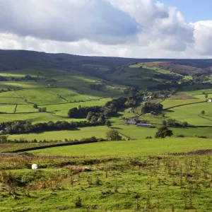 Sheep grazing farmland in Nidderdale, Pateley Bridge, North Yorkshire, Yorkshire, England, United Kingdom, Europe