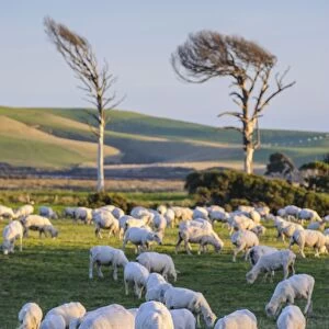 Sheep grazing in the green fields of the Catlins, South Island, New Zealand, Pacific