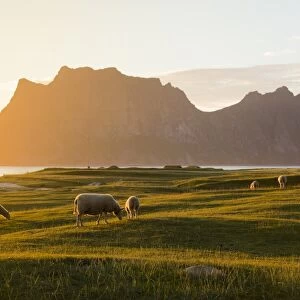 Sheep grazing in the green meadows lit by midnight sun reflected in sea, Uttakleiv