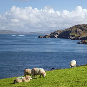 Sheep grazing by rugged coastline of Coulagh Bay between