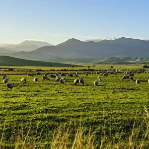 Sheep grazing at sunset, Queenstown, Otago, South Island, New Zealand, Pacific