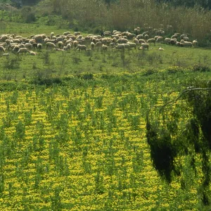 Sheep grazing among wild flowers near Faro Airport, Algarve, Portugal, Europe