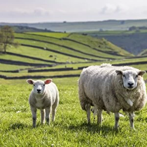 Sheep and lamb above Cressbrook Dale, typical spring landscape in the White Peak