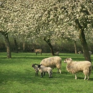Sheep and lambs beneath apple trees in blossom in spring in a cider orchard in Herefordshire