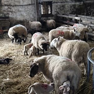Sheep and lambs on a Dartmoor farm, Devon, England, United Kingdom, Europe