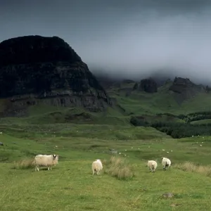 Sheep and Old Man of Storr in the distance on right