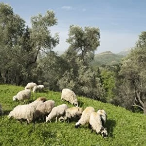 Sheep in olive grove, Patsos, Rethimnon (Rethymno) region, Crete, Greek Islands, Greece, Europe