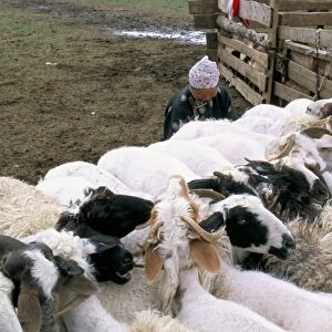 Sheep, Ovorkanghai province