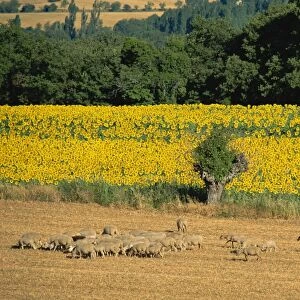 Sheep and sunflowers, Vaucluse, Provence, France, Europe