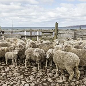 Sheep waiting to be shorn at Long Island Sheep Farms, outside Stanley, Falkland Islands, U. K. Overseas Protectorate, South America