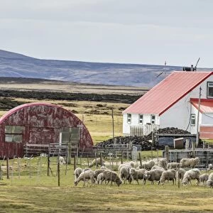 Sheep waiting to be shorn at Long Island sheep Farms, outside Stanley, Falkland Islands, U. K. Overseas Protectorate, South America