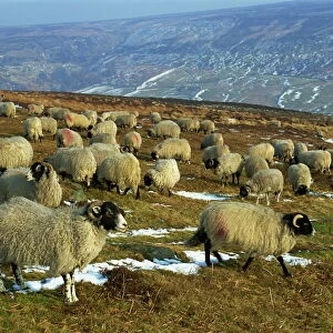 Sheep in winter, North Yorkshire Moors, England, United Kingdom, Europe