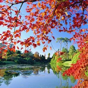 Sheffield Park Garden, the Middle Lake framed by scarlet Acer leaves, Autumn