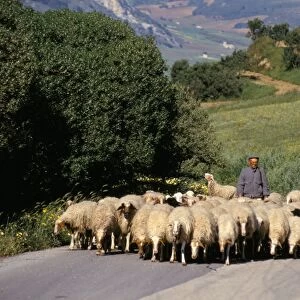 Shepherd on a country road