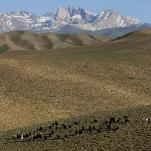 A shepherd with his sheep and goats in Bamiyan Province, Afghanistan, Asia