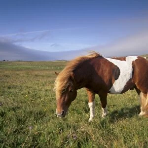 Shetland pony, Unst, Shetland Islands, Scotland, United Kingdom, Europe