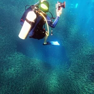 Shoal of sardines and scuba diver, Panagsama Beach, Moalboal, Cubu, The Visayas, Philippines, Southeast Asia, Asia