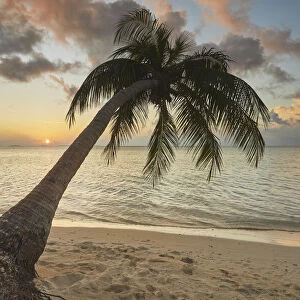 A shoreline coconut palm at sunset, on Havodda island, Gaafu Dhaalu atoll