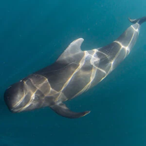 Short-finned pilot whale (Globicephala macrorhynchus), underwater off Isla San Marcos
